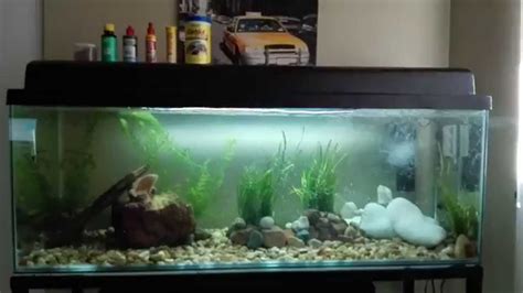 55 gallon oscar fish tank